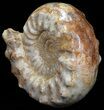 Wide Jurassic Ammonite Fossil - Madagascar #59609-3
